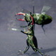 Image for article titled The Bigger Your Weapon, The Smaller Your Balls - If You're A Beetle